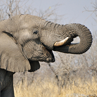 Etosha - Kalkheuvel - Elephant